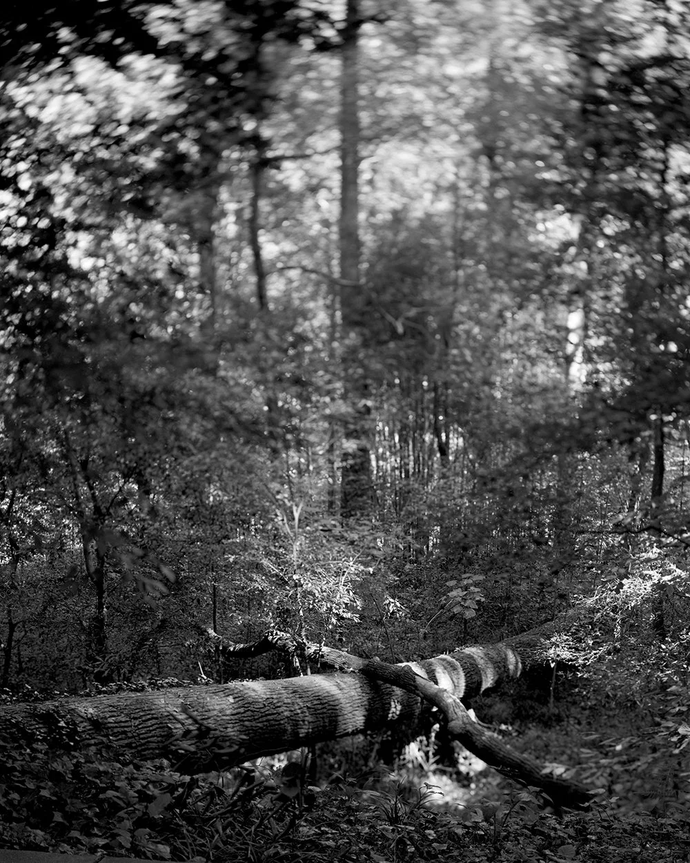 Untitled-2 2_small copy.jpg