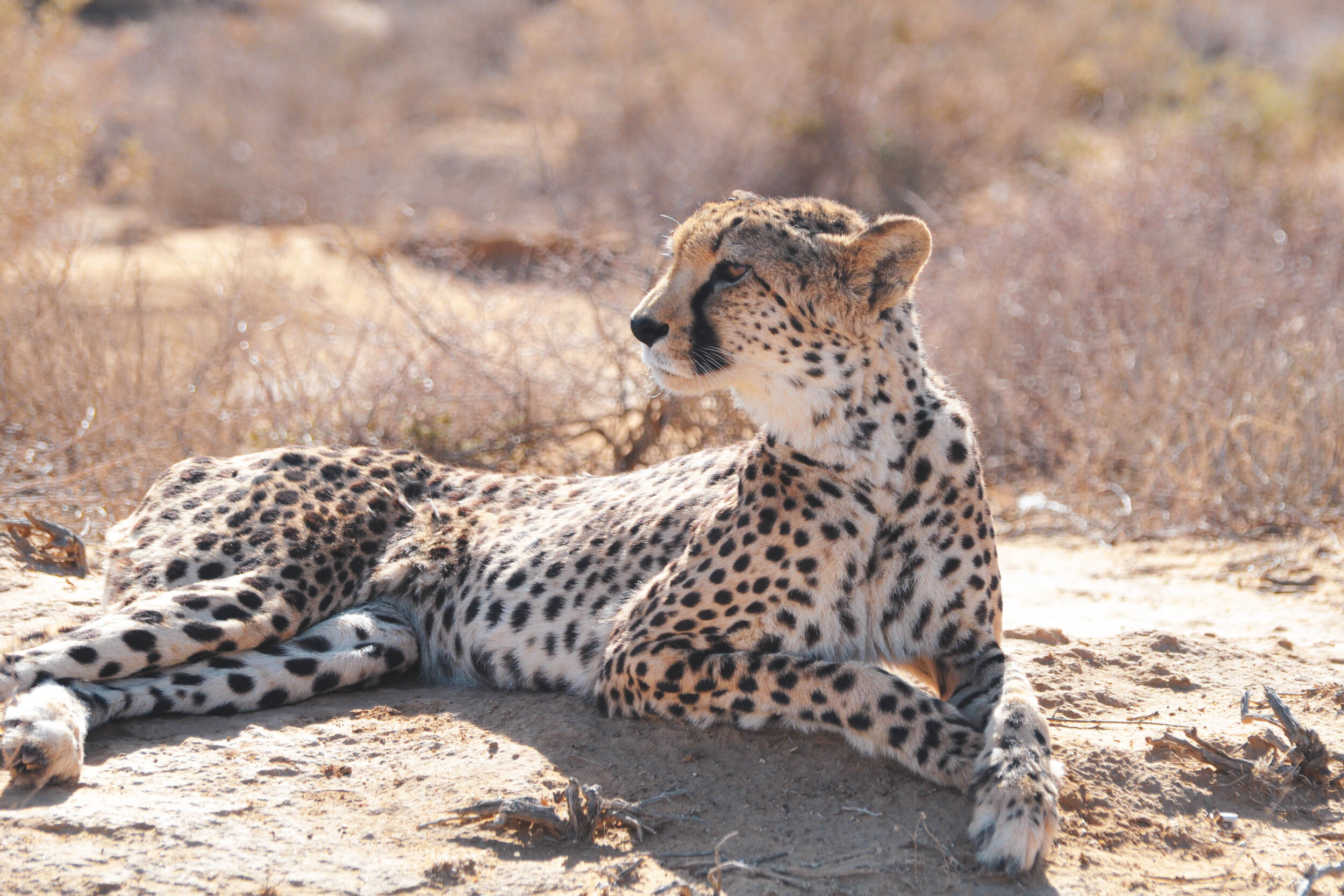 cheetah 1.jpg