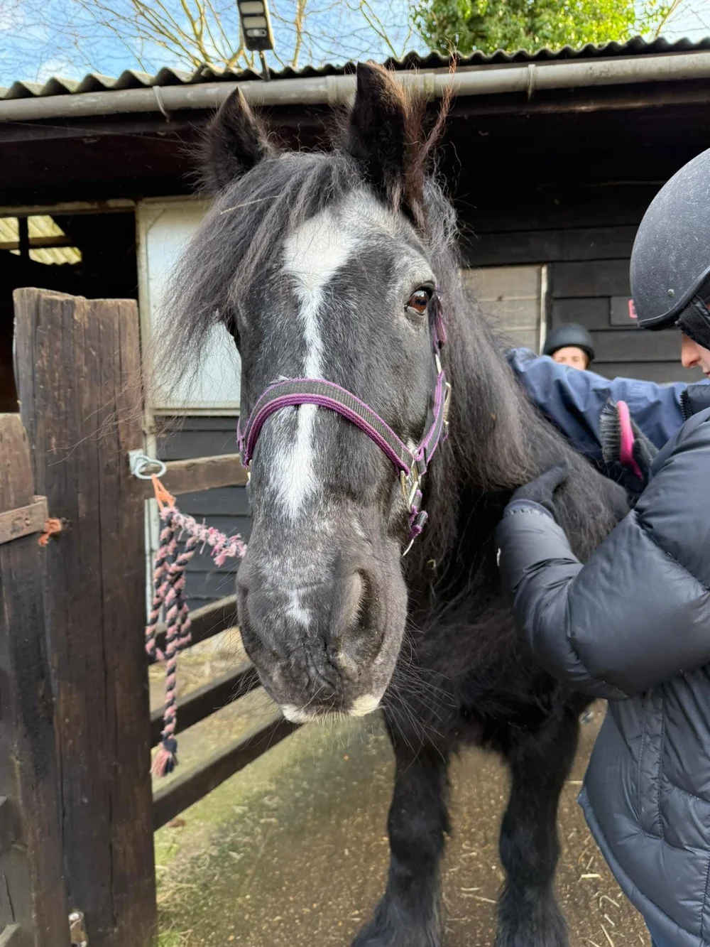 Hunston Riding School Horse riding lessons in Huntingdon Cambridgeshire