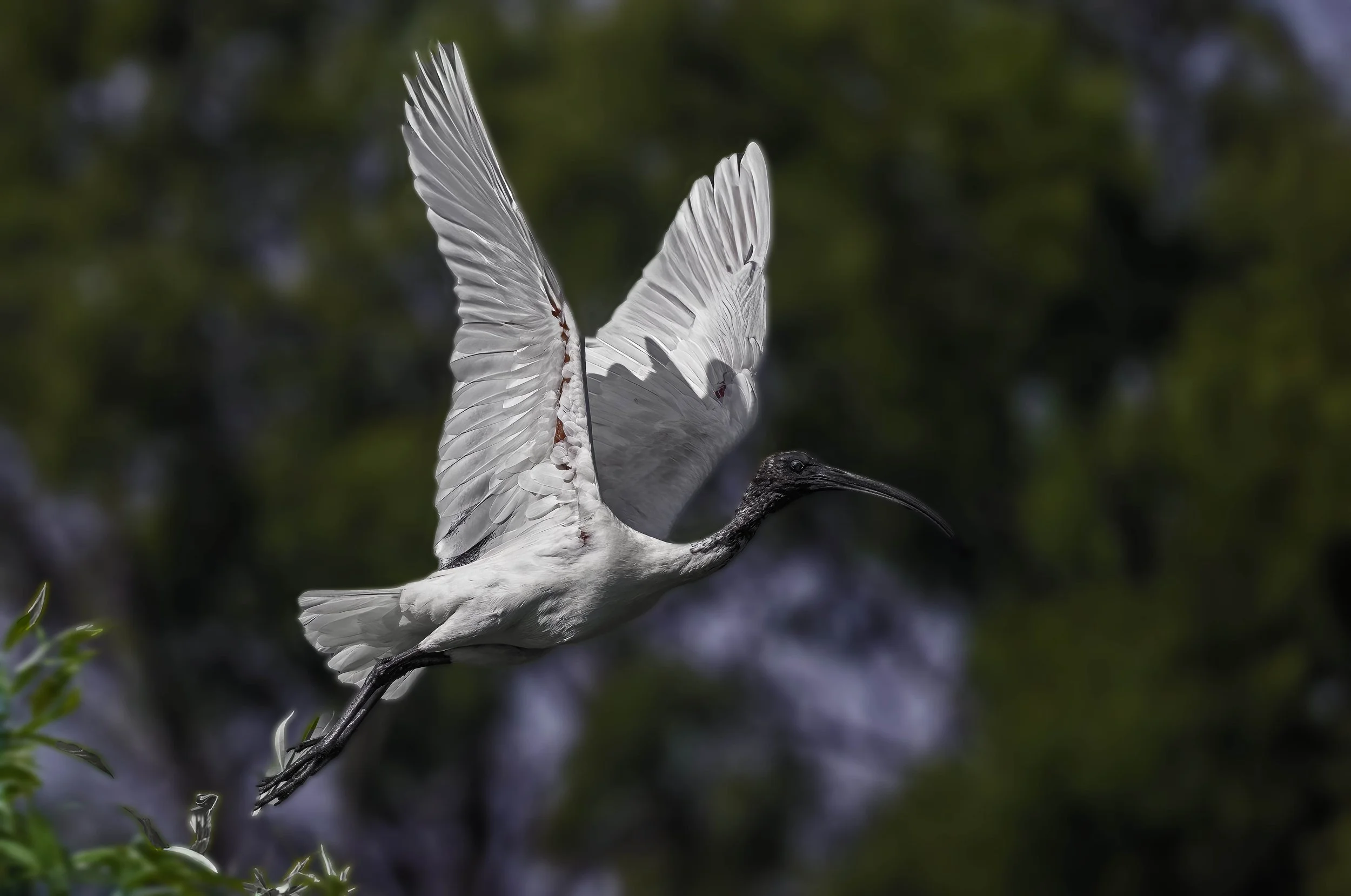 Ibis 2_MGC4276-Edit copy.jpg