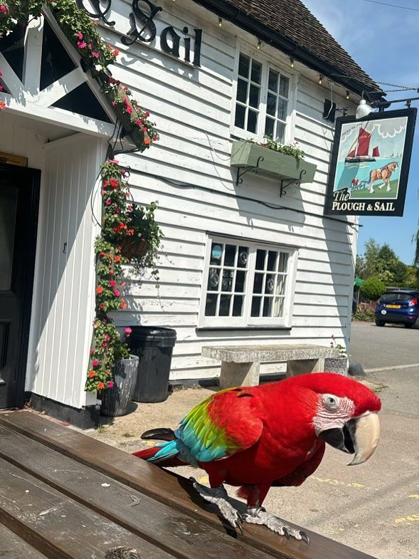 Loving the sunshine here today ☀️ just a shame about this customer that keeps answering back! 🗣️🦜