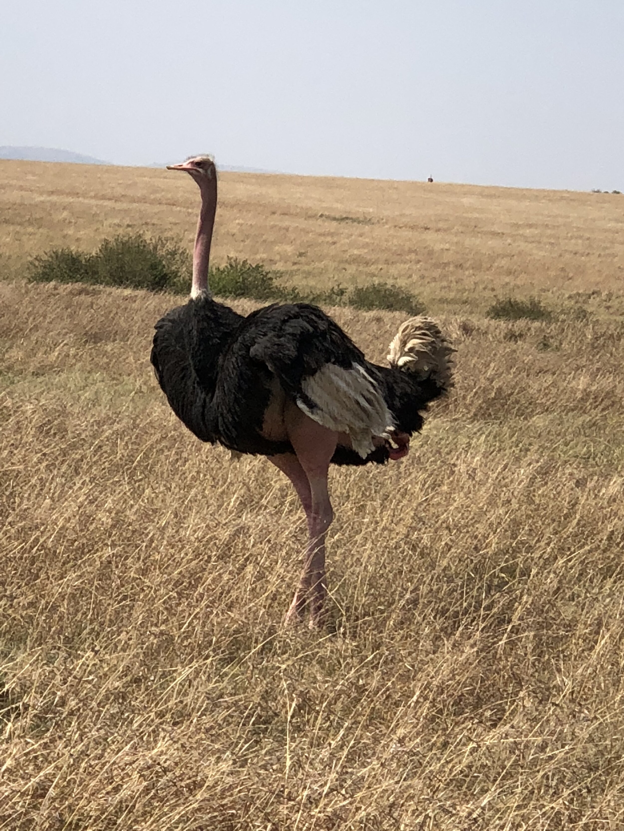 Male ostrich.JPG