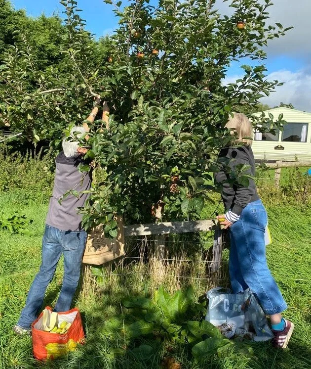 SAVE volunteers picking apples for Colyton’s Apple Day