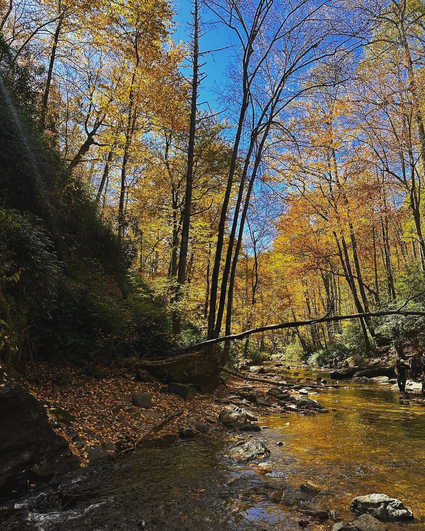 Happy Fall from Asheville! When the blue ridge mountains turn into the yellow, orange, red, gold and magenta mountains.