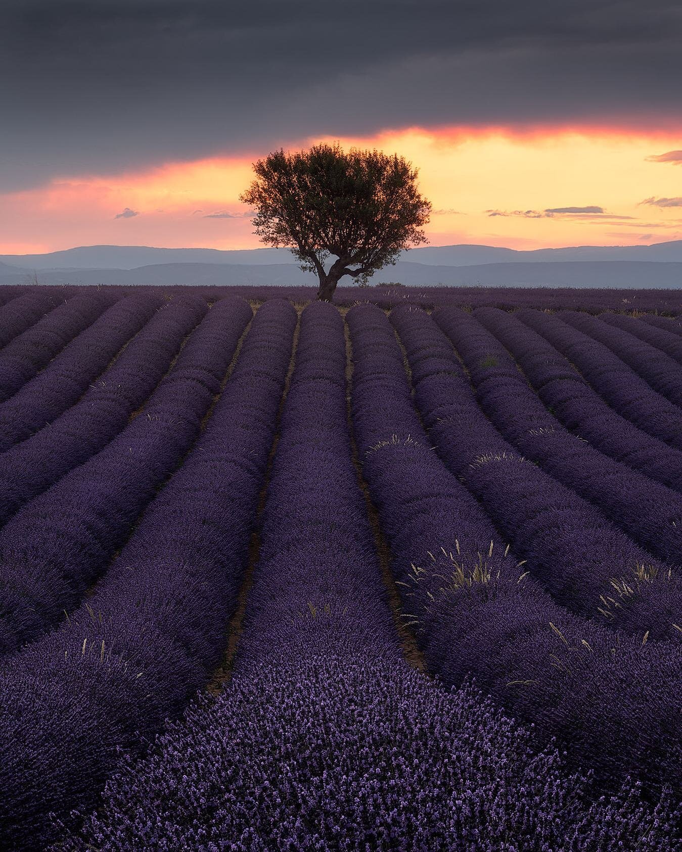 Lavender fields in full bloom.  I am so happy to be able to travel again after 4 months of lockdown! 😊😎⁣
⁣
++++++++++++++++++++++++++++⁣
⁣
#valensole #lavender #landscapephotography #landscapephotograph #landscapephoto #photooftheday #beautifulland