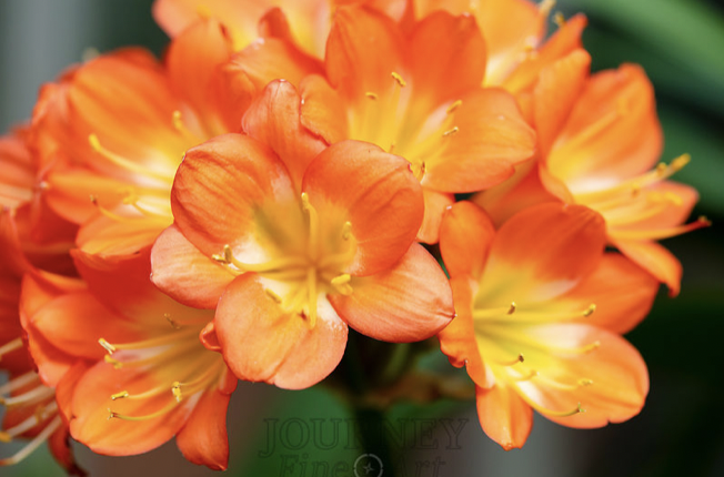 orange.png