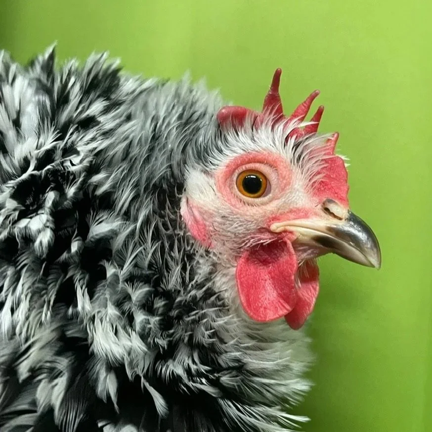 Close-up of a chicken with black and white feathers, a pink comb, and wattles, against a green background.