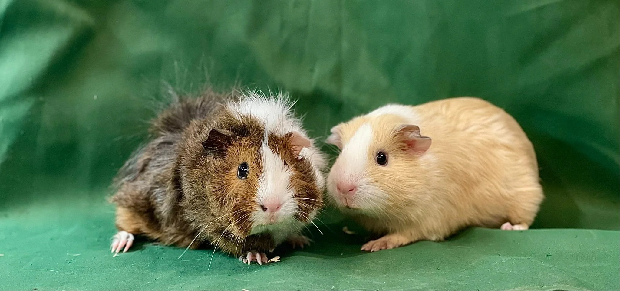 Two guinea pigs on a green background, one with brown, white, and black fur, and the other with light tan fur.