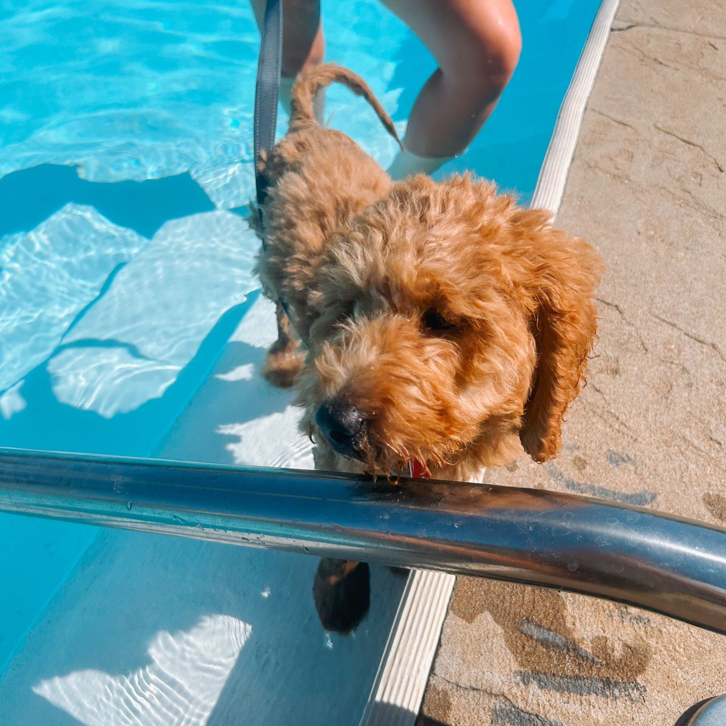 We need another doggy pool party ASAP!🦴🐶