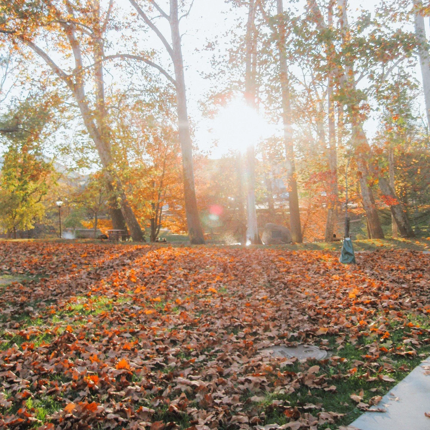 Emiriti Park trees are in full fall season🍂