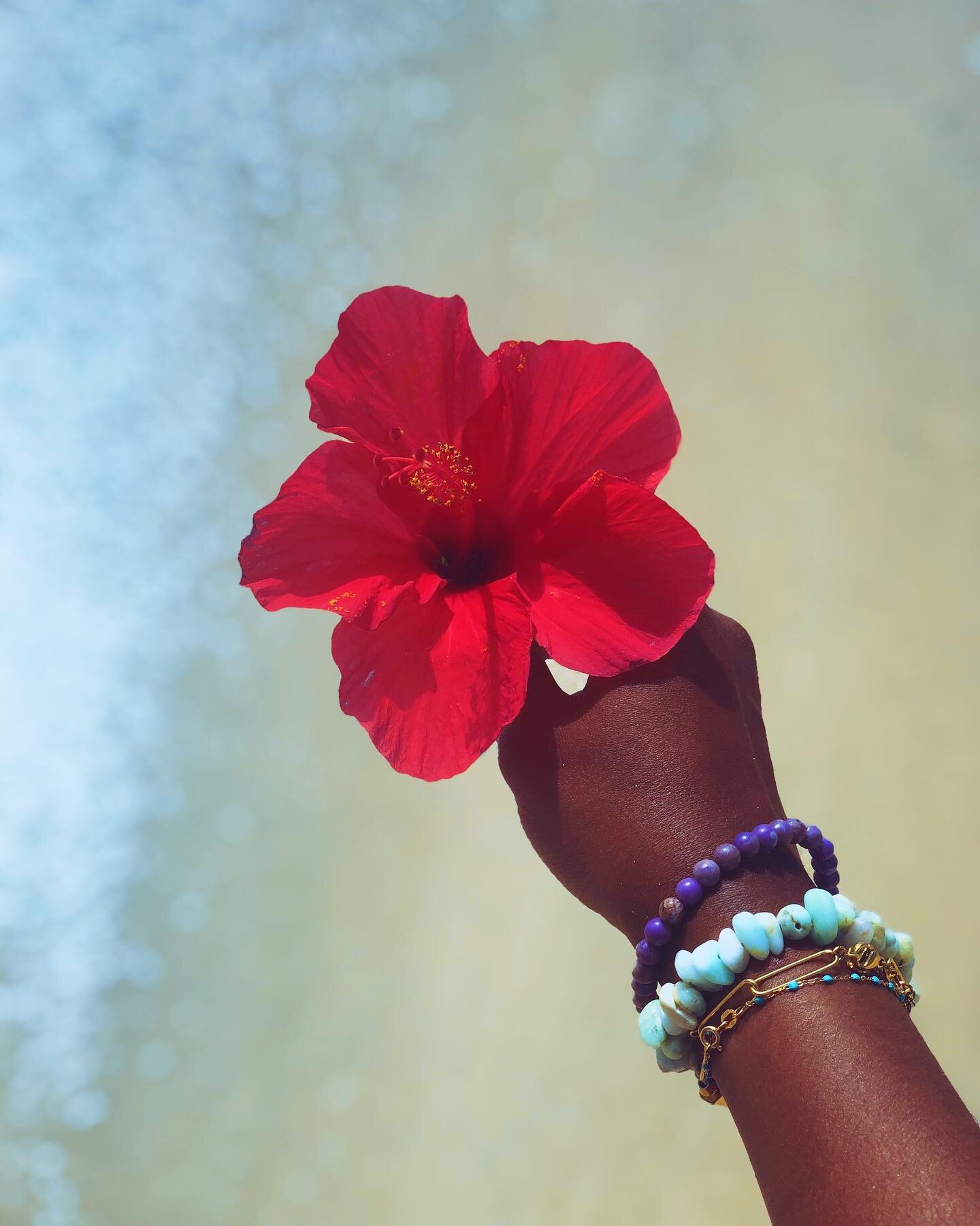 Good morning ! 
La beaut&eacute; &eacute;ph&eacute;m&egrave;re de l&rsquo;hibiscus est extraordinaire 🌺✨
&bull;
&bull;
&bull;
&bull;
&bull;
&bull;
&bull;
&bull;
&bull;
#hibiscus #hibiscusflower #flower #flowers #natureismymuse #nature #extraordinary