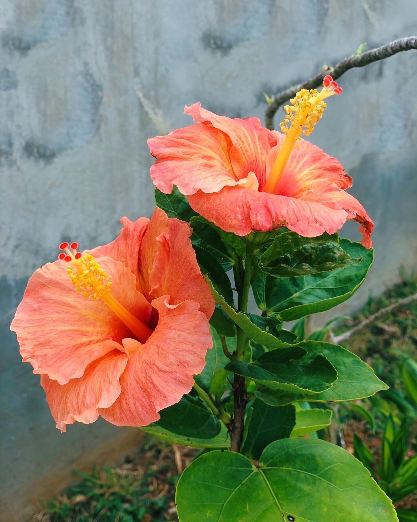 Hello beauties 🌺🌺
Le bonheur de me réveiller et de découvrir de nouvelles fleurs, je ne m&rsquo;en lasse pas... toujours la même joie 🤗
La couleur de ces hibiscus est si belle, ce dégradé saumon 😍 La nature est bien plus créative que nous ✨