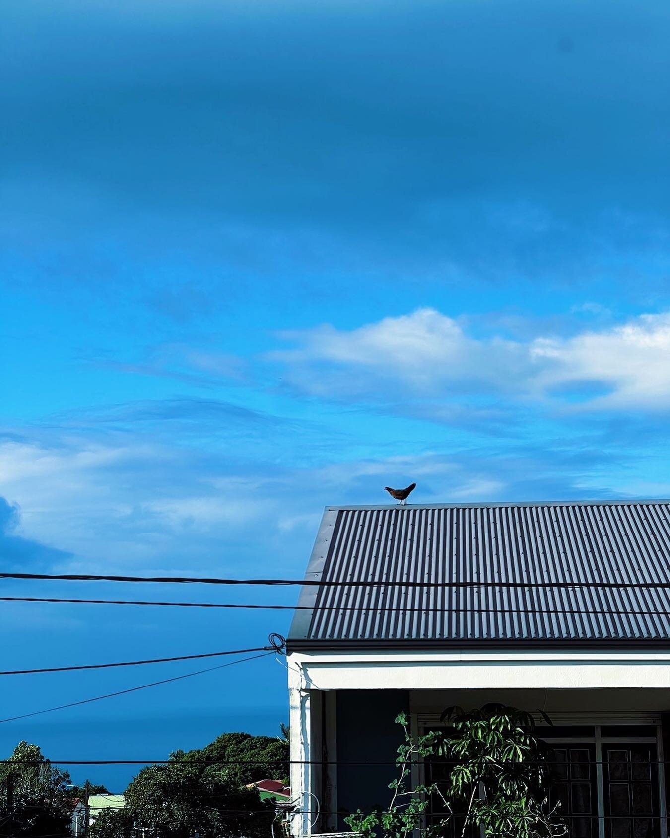 La solitude de la d&eacute;pression pr&eacute;natale {nouvel article sur blog 🚨} - Cliquez sur le lien dans ma bio pour lire l&rsquo;article

Cette image du coq 🐓esseul&eacute;, perch&eacute; sur le toit de cet immeuble&hellip; rien &agrave; voir a