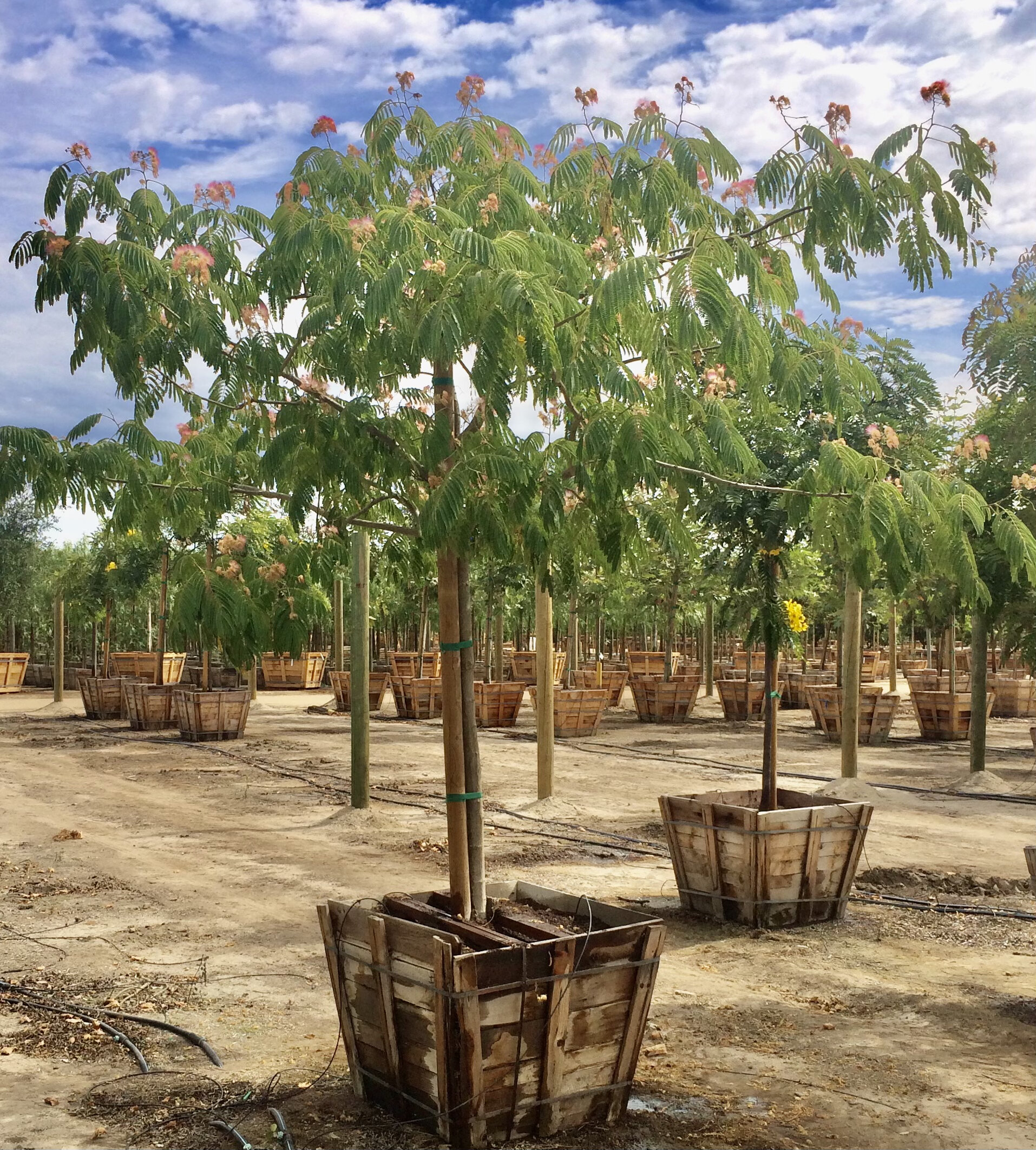 Tree Walkers — Professional Arborists & Contractors