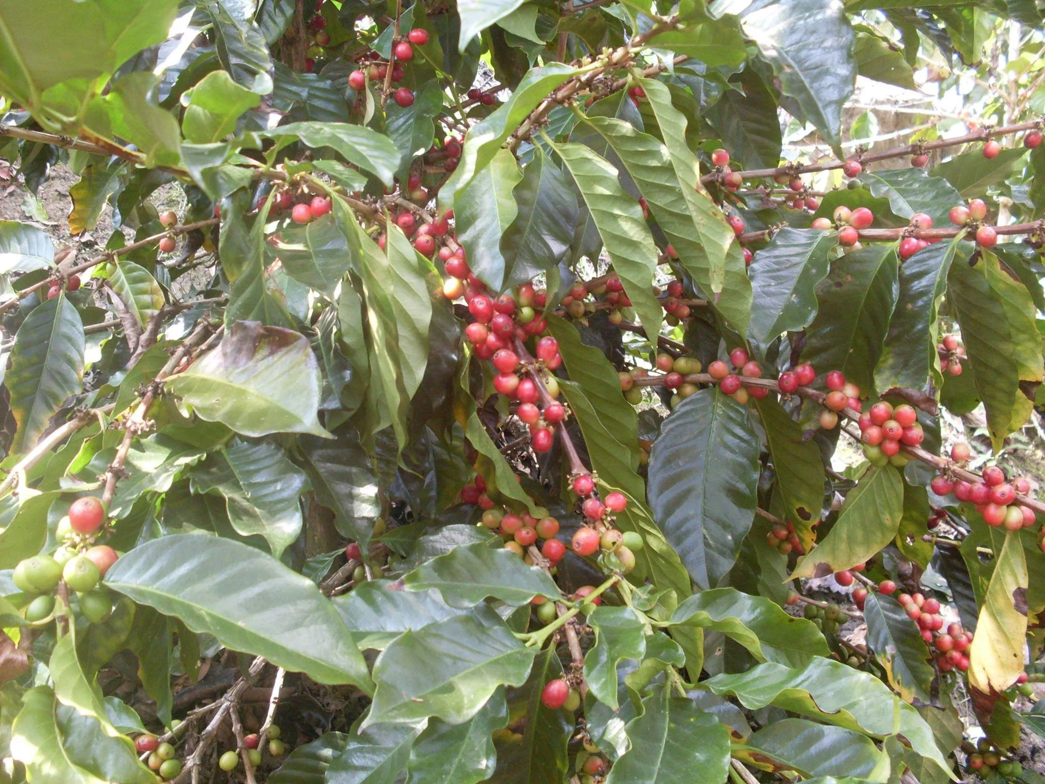 green coffee.jpg