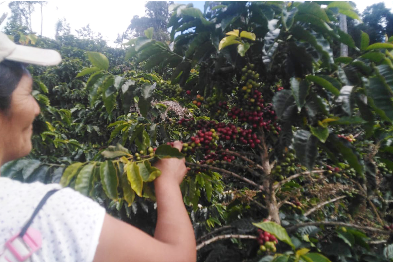 Looking at coffee cherries.png