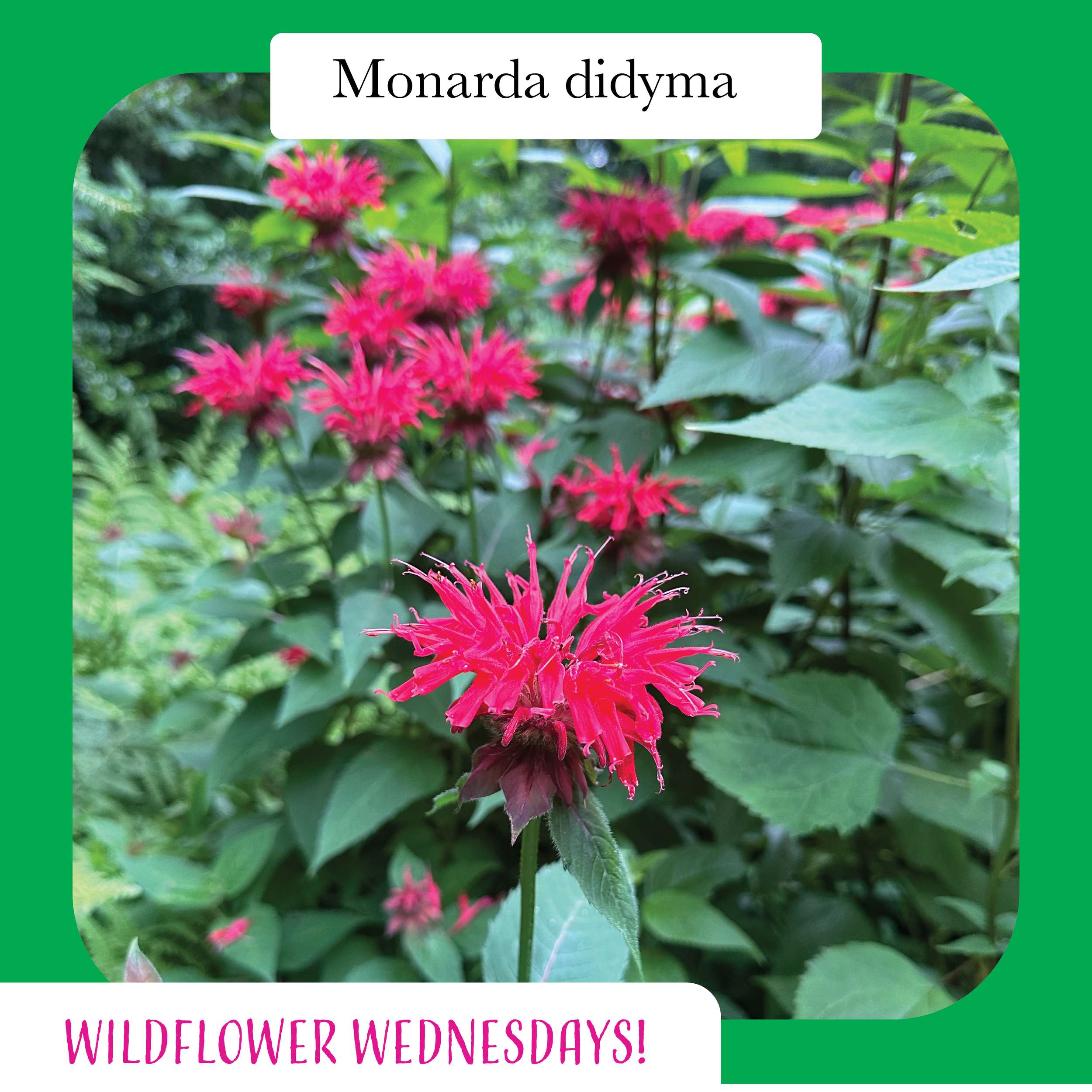 wildflowerweds-01.png