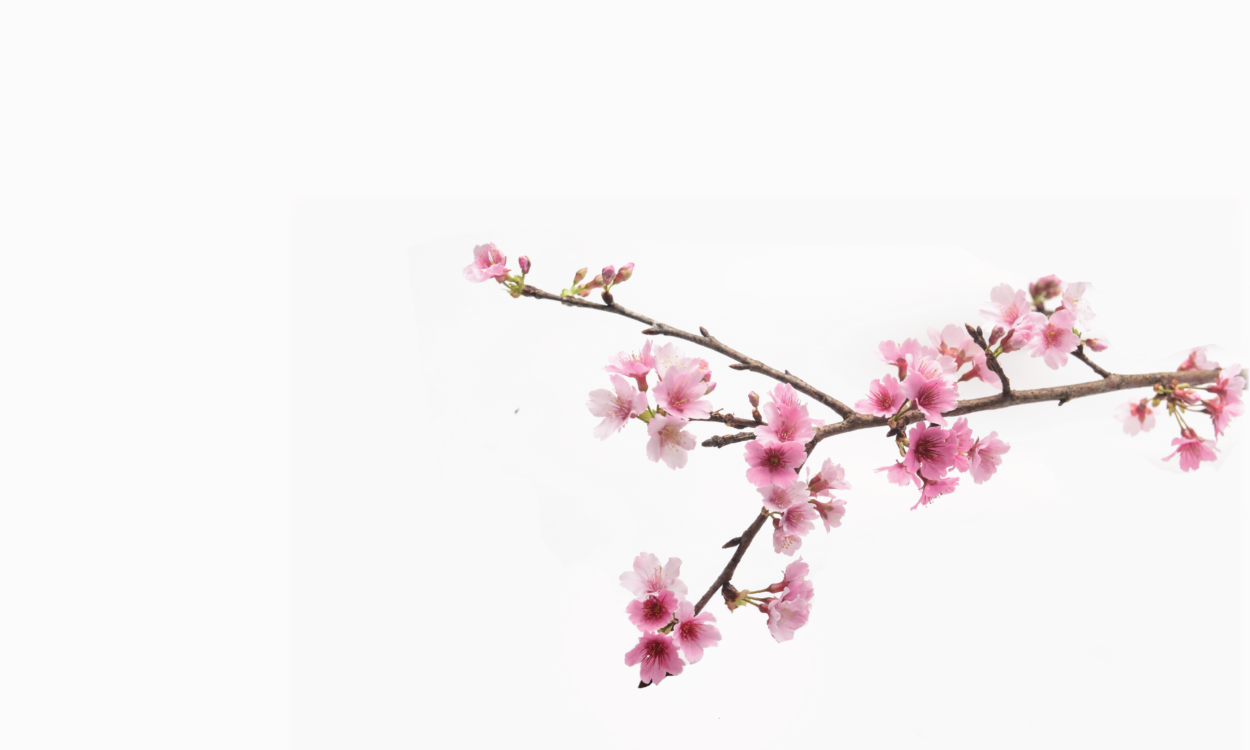 cherryblossombackdrop.png