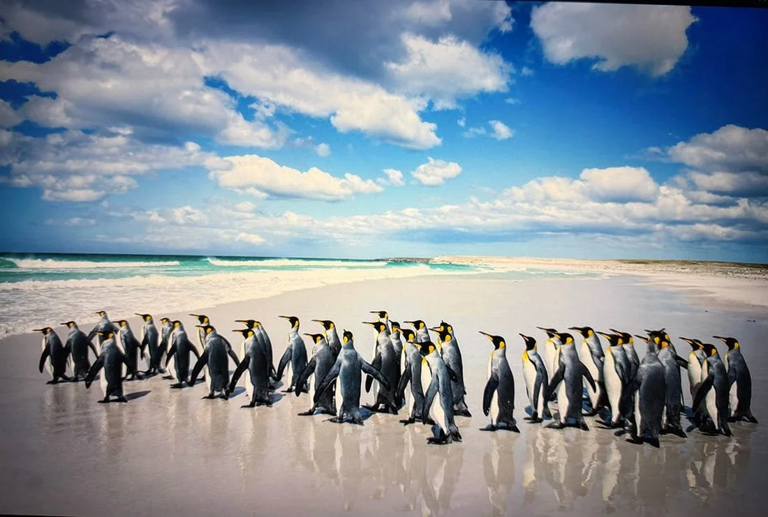 Rishad - Penguins .jpeg