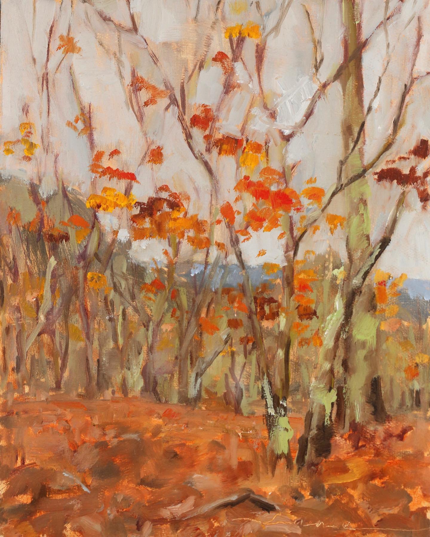 Lichen-covered trees in Occoneechee Mountain State Park. Fun day painting in the drizzle with @annayerscreative . And how have I never been there?? It&rsquo;s like popping to the mountains but 30 minutes away instead of 3 hours. 

#pleinairpainting #