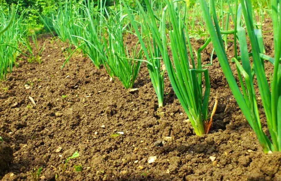 bulbing phase close to maturity