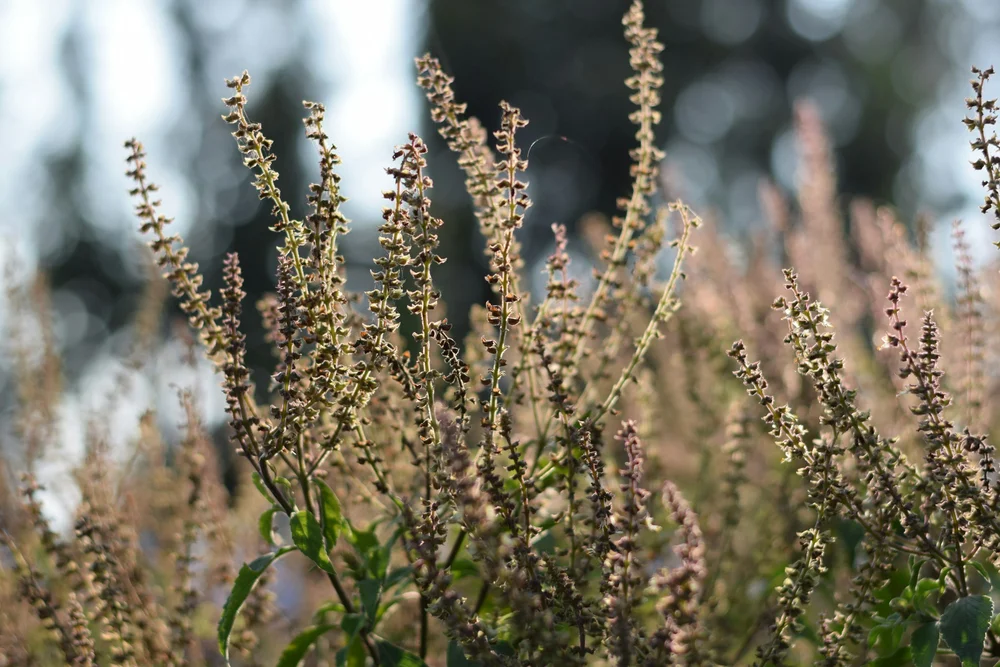 dried flowers with seeds inside