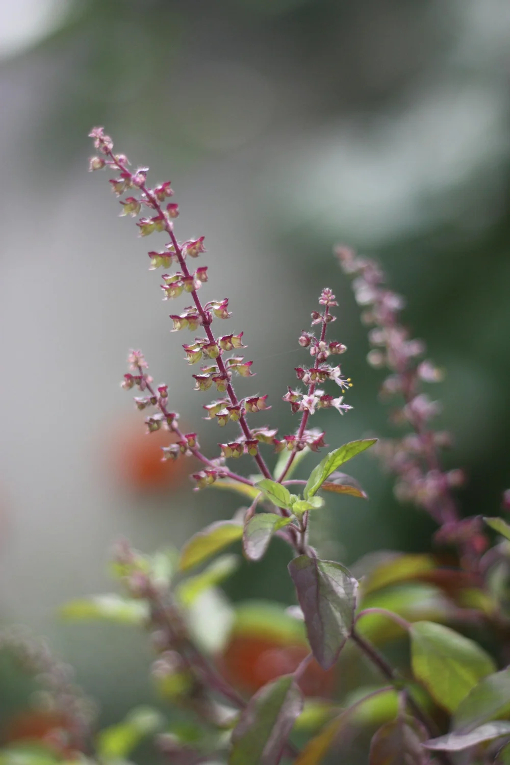 basil flowers