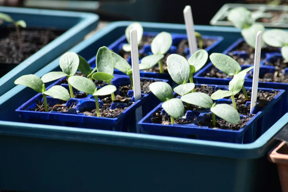 first leaves (cotyledons)