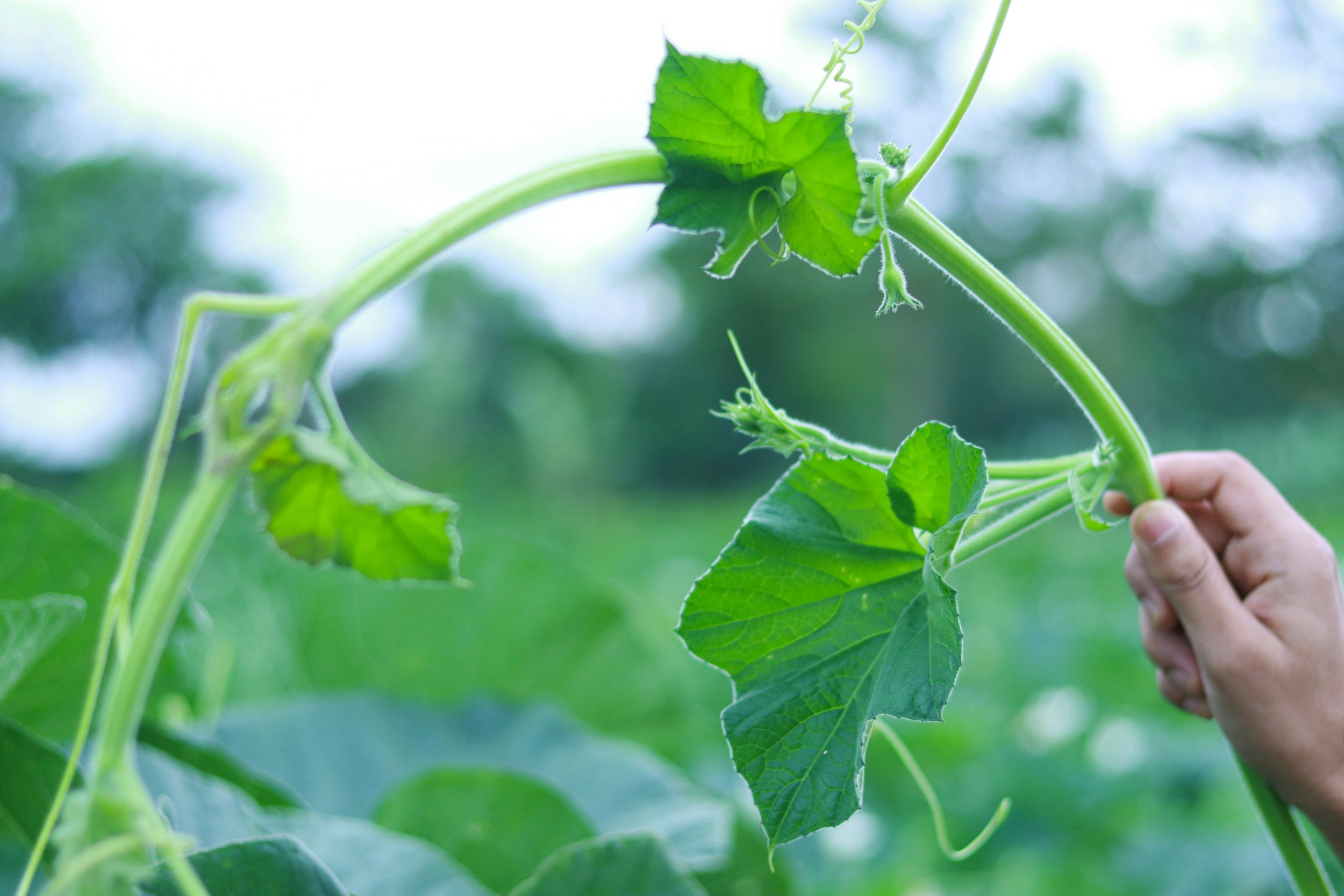 leaves on the vine