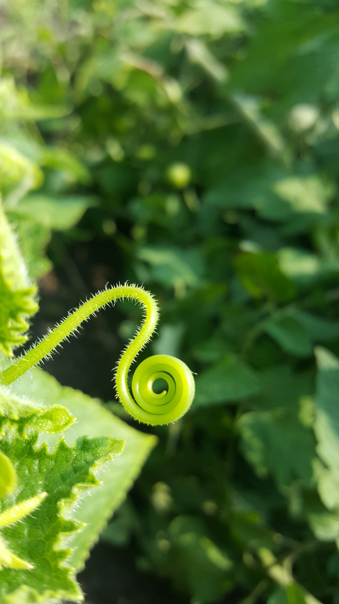 tendril (for climbing)