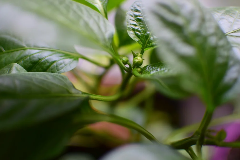 pepper flower buds