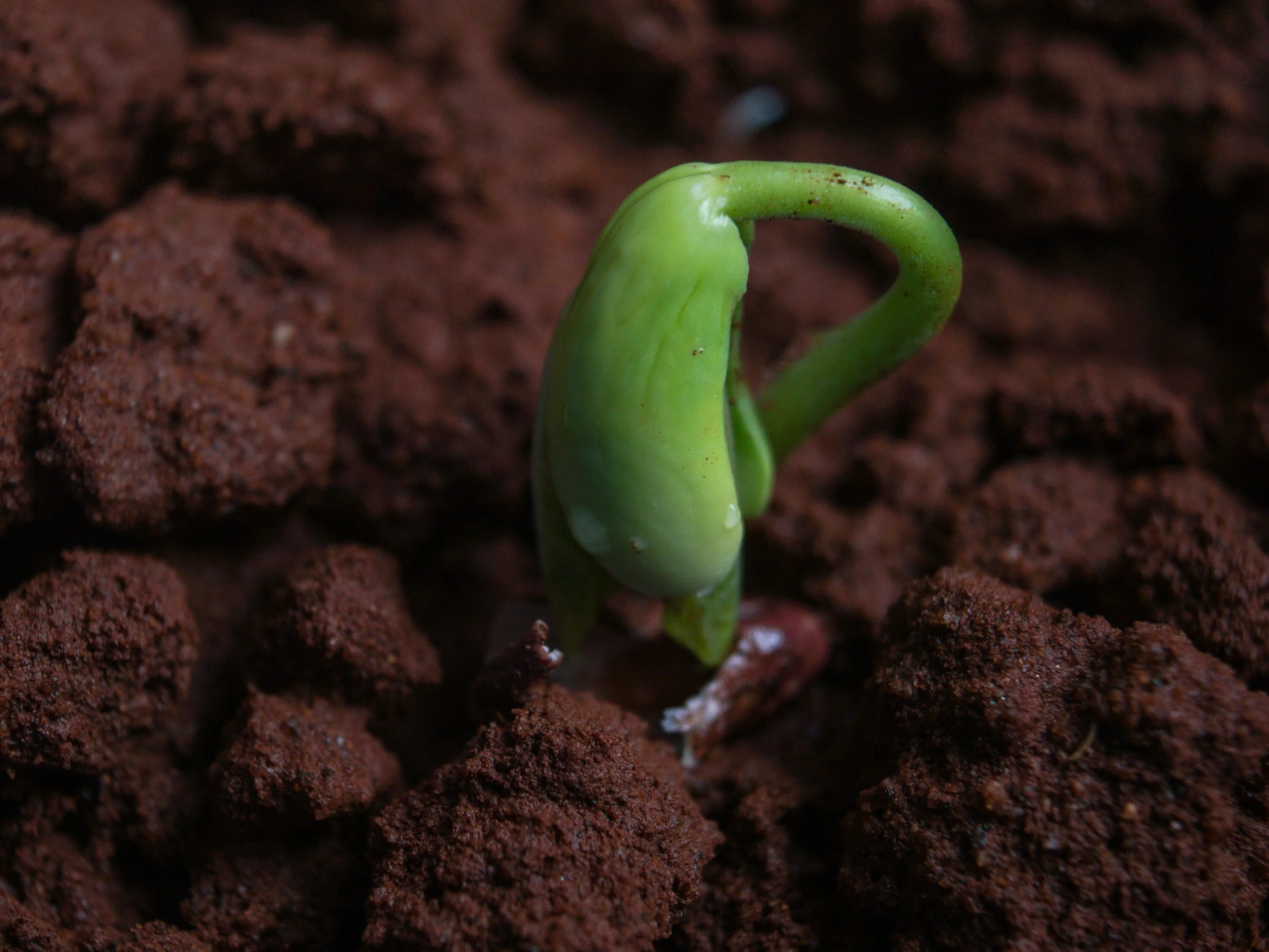 cotyledons