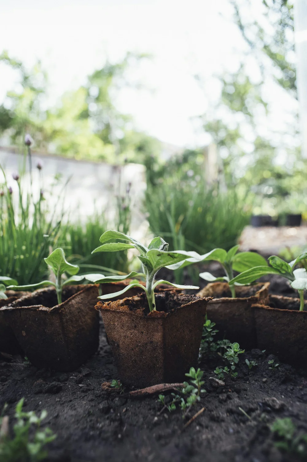 seedling