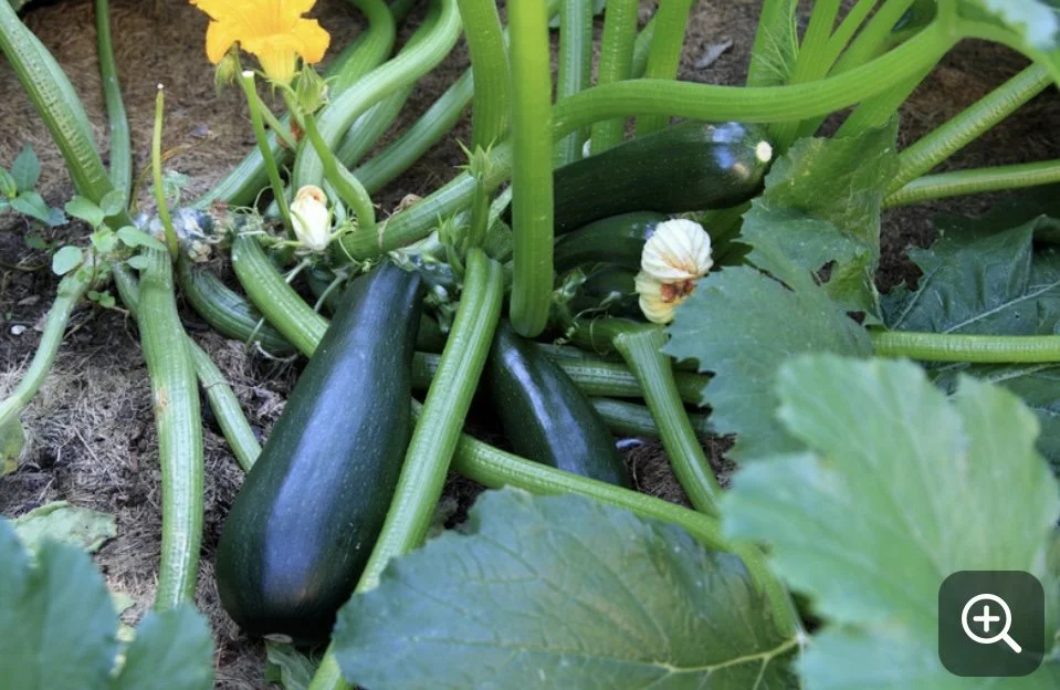 zucchini mature fruit