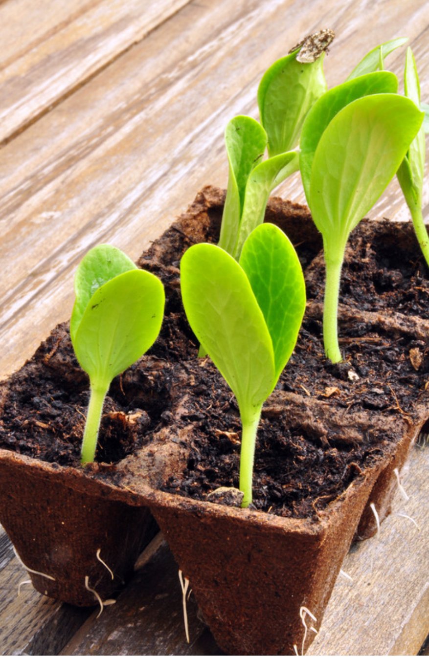 cotyledons