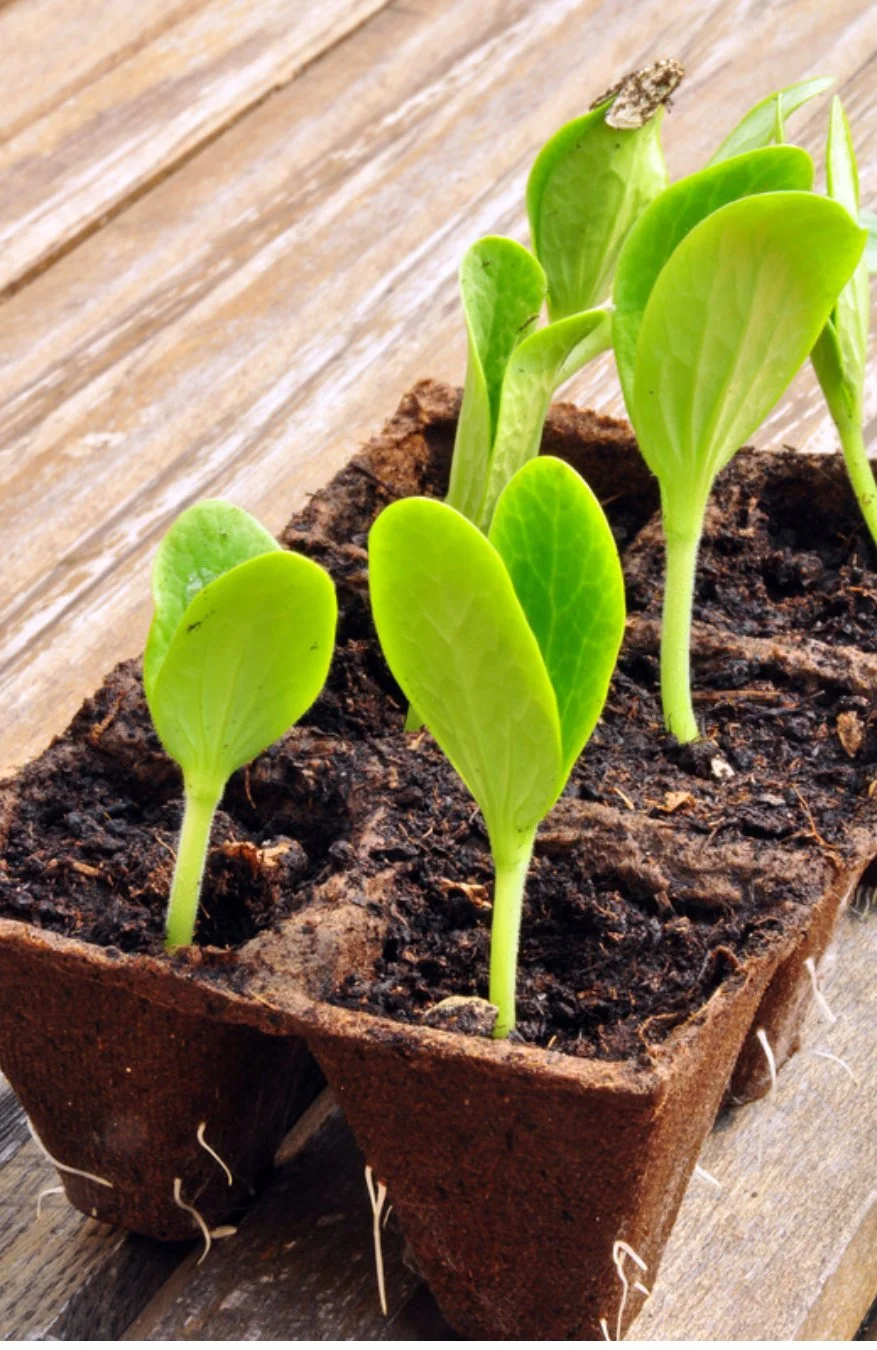 cotyledons