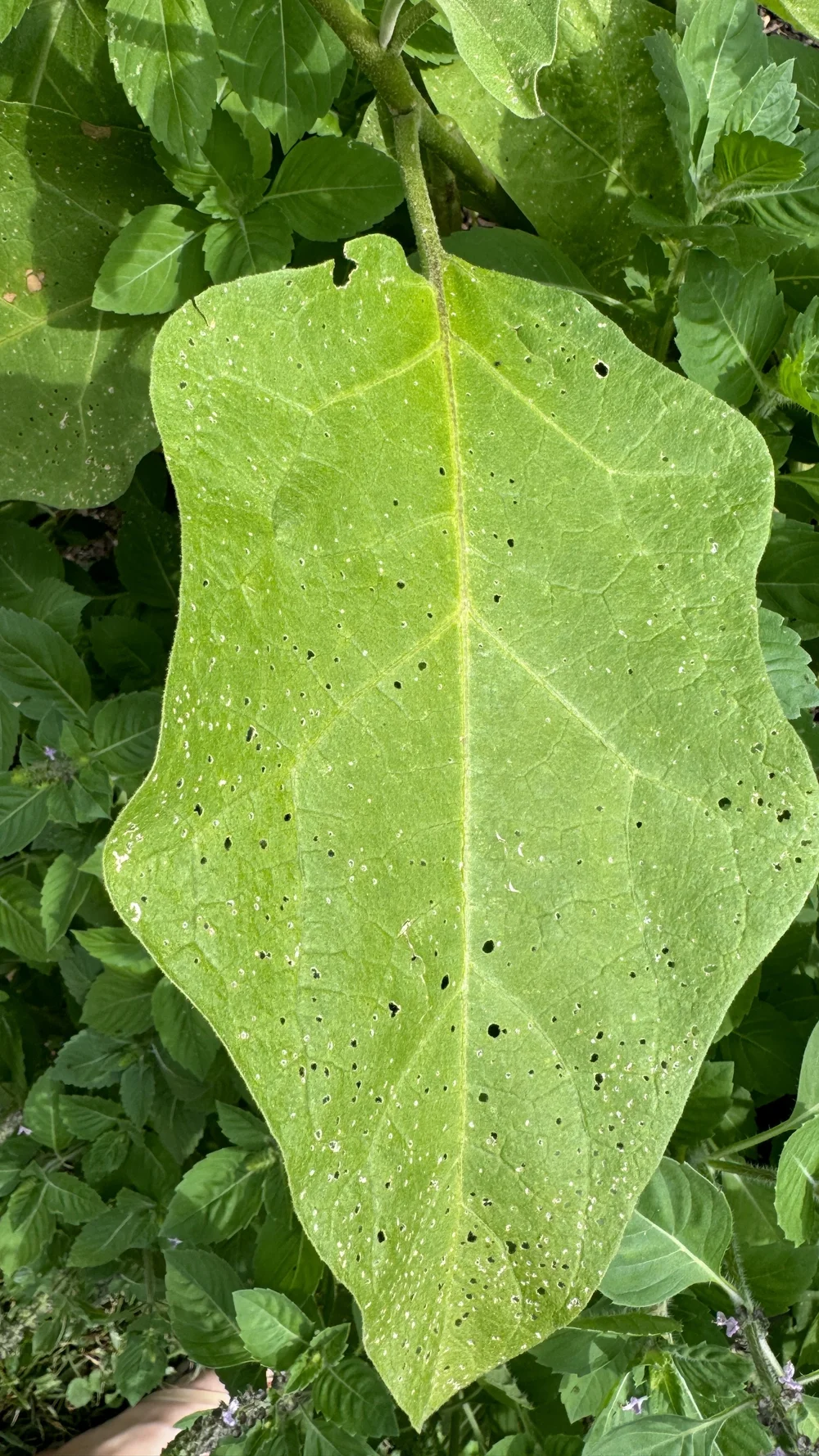 Flea Beetle Damage on Eggplant