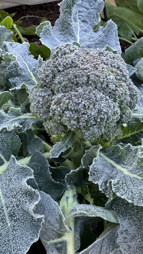 How Can Cold Weather Affect Plants in a Garden: Survival Guide