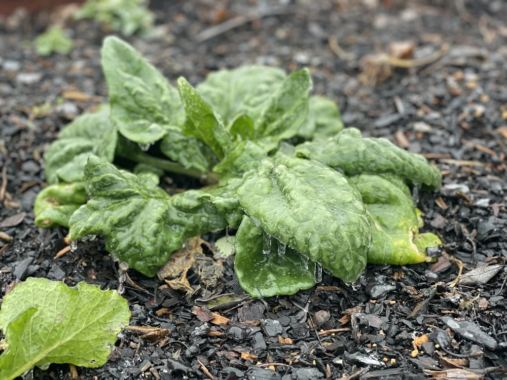 spinach covered in ice