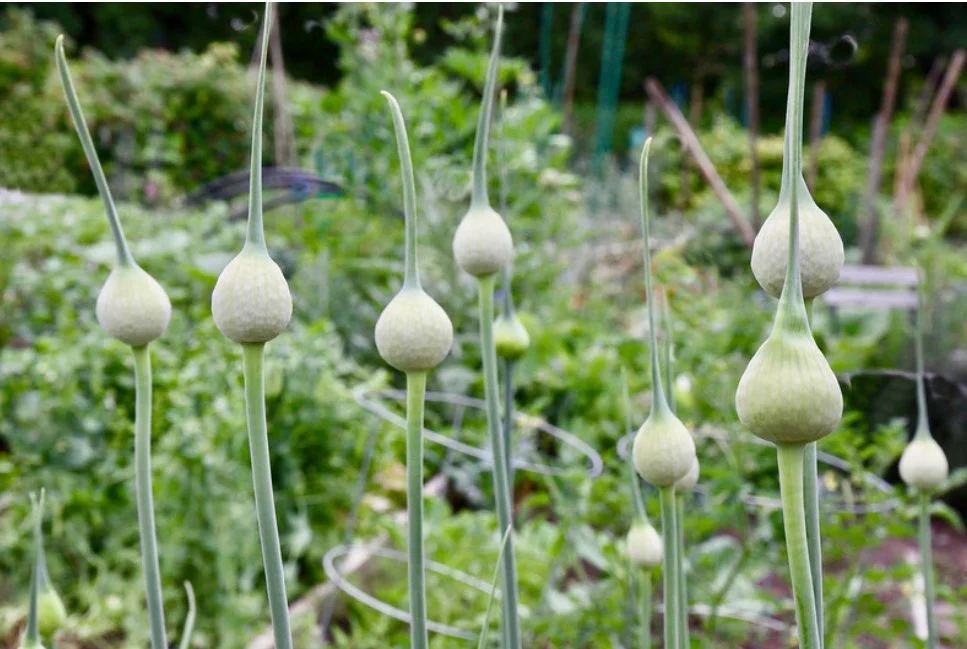 garlic scapes before curling