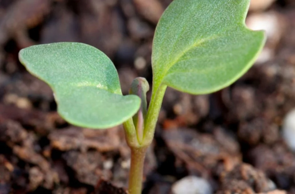 cotyledon