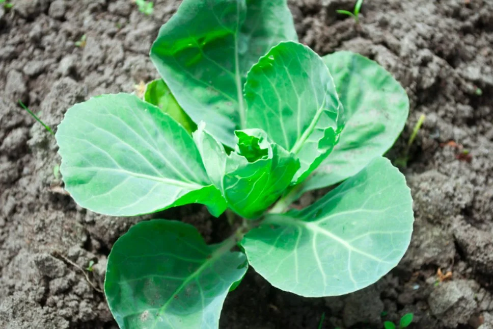 young plant