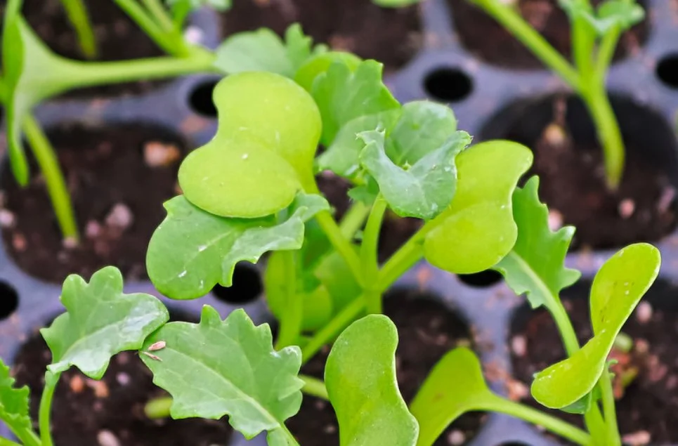 cotyledons and first leaves