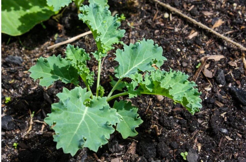 young plants