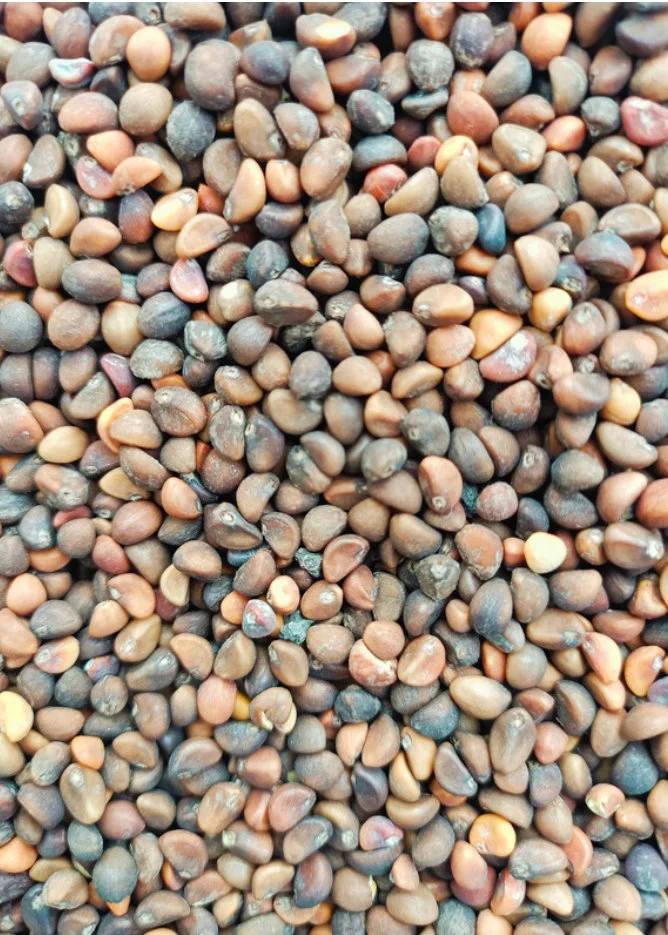 seeds
