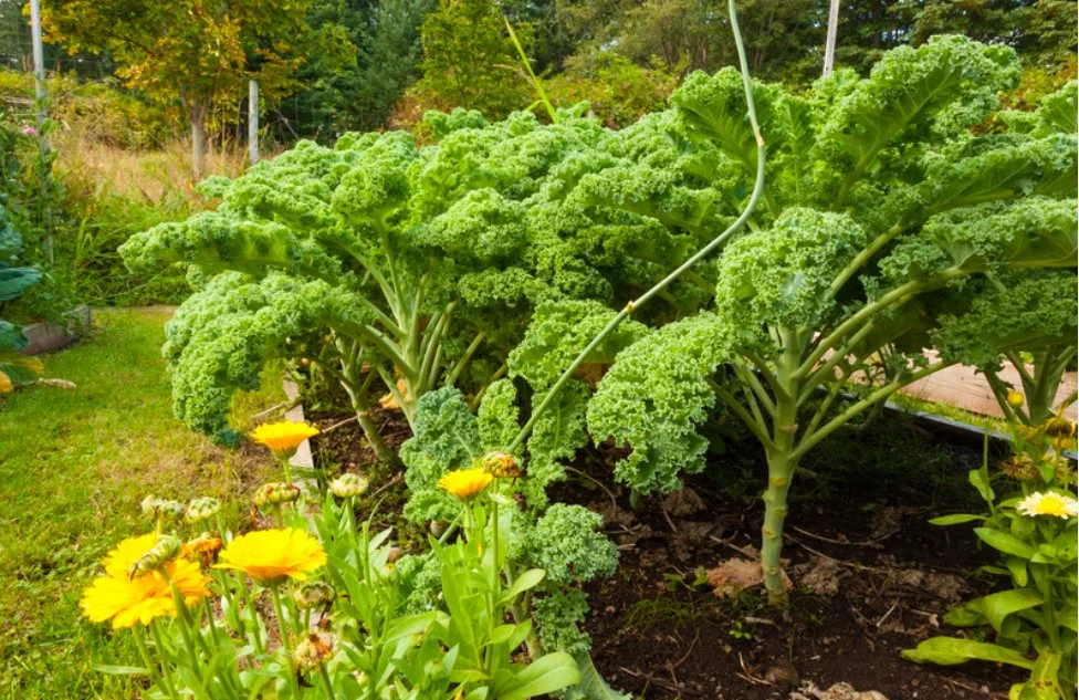 ready to harvest