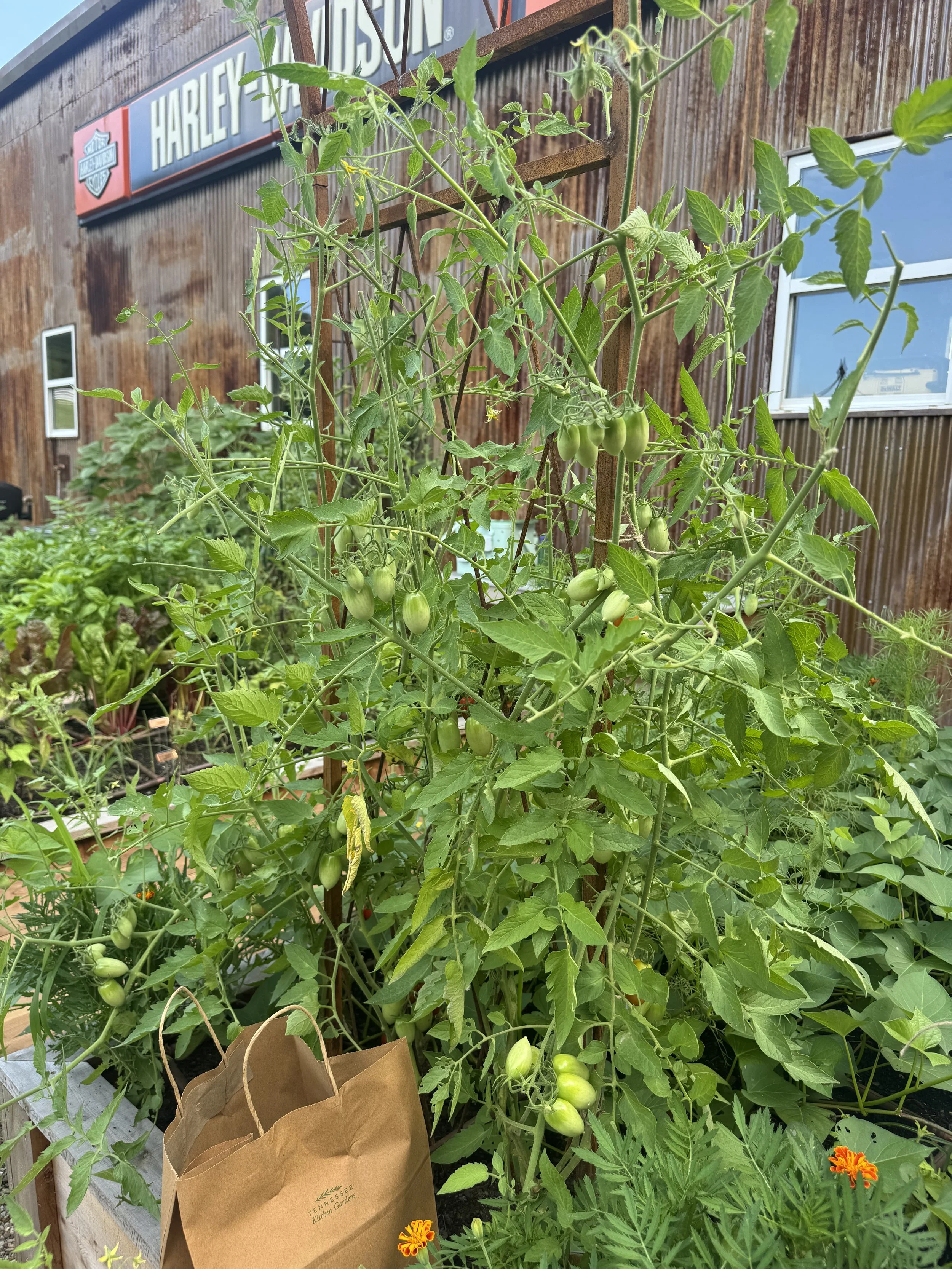 Q&A: What should do if my tomatoes get too big for their trellis?