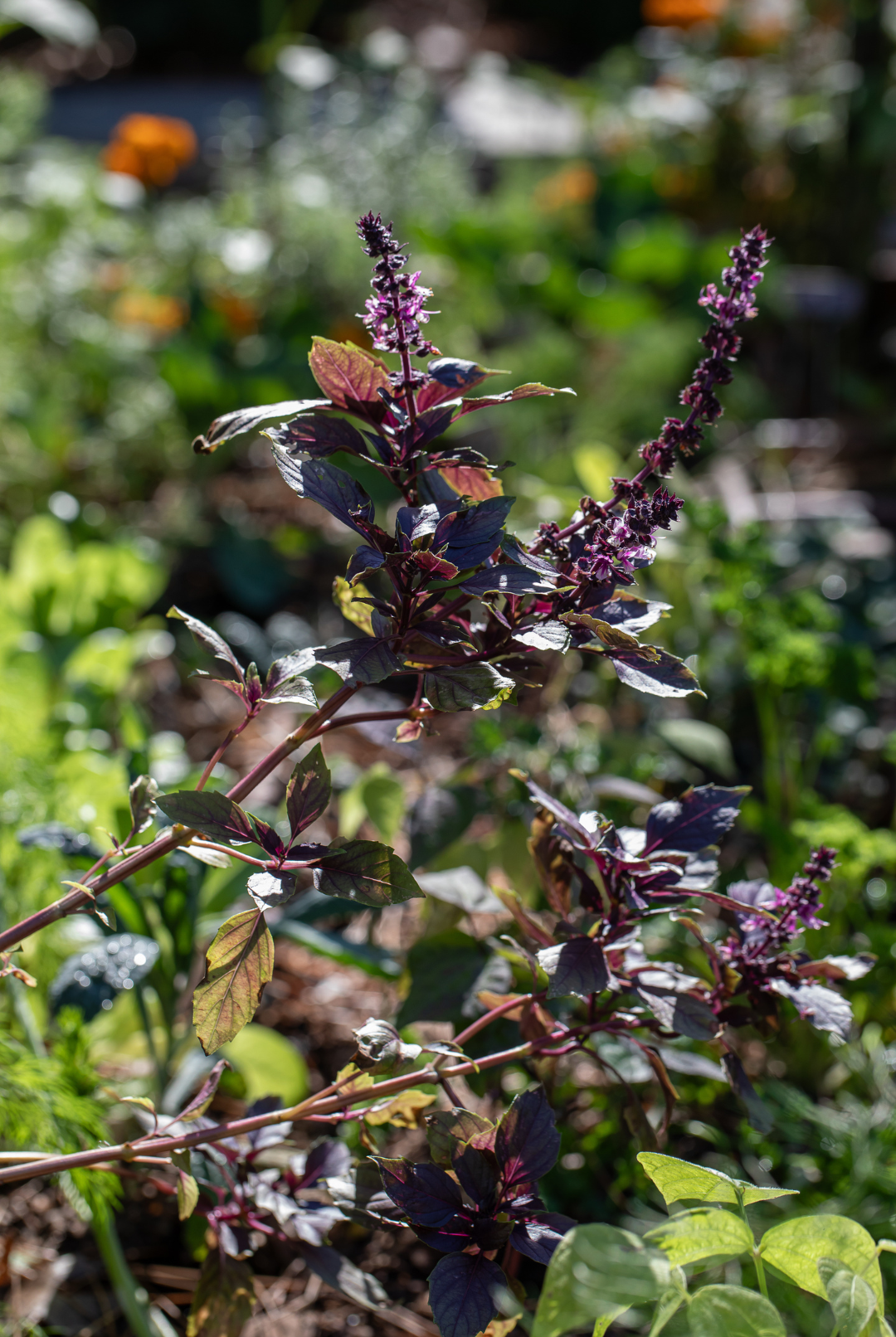 Red Rubin Basil -- for cooking and for pollinators.  