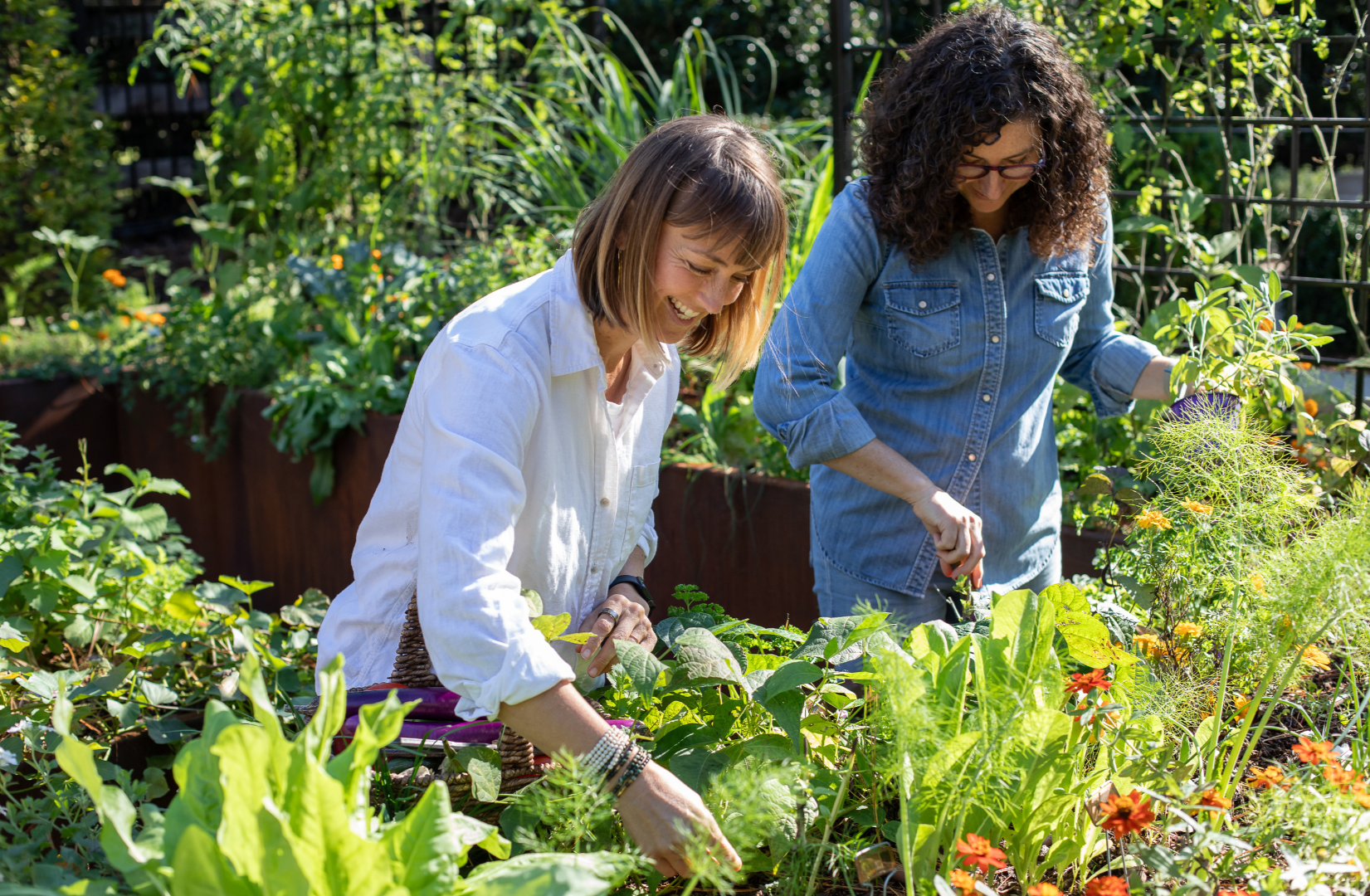 With 30" tall beds, tending is easy on the body.  