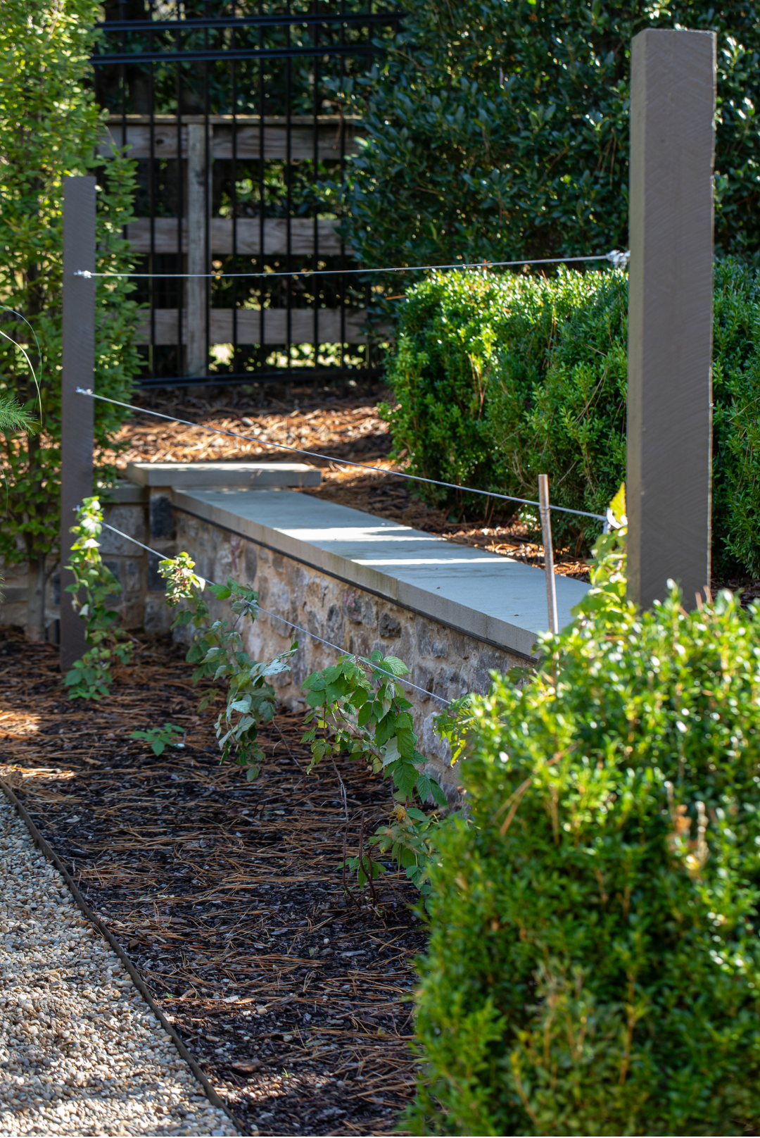 A simple wood and wire trellis supports raspberries. 